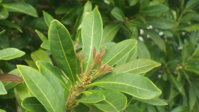 落ち葉と一緒に何が落ちている？ - 兵庫県立人と自然の博物館（ひとは